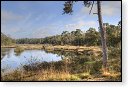 Oisterwijkse Bossen en Vennen Kampina natuurgebied natuur oisterwijk Nationaal park Landschap Het Groene Woud hei heide bossen natuurmonumenten brabant baronie boswachterij dorst